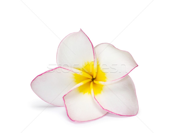 flower frangipani  Stock photo © Pakhnyushchyy