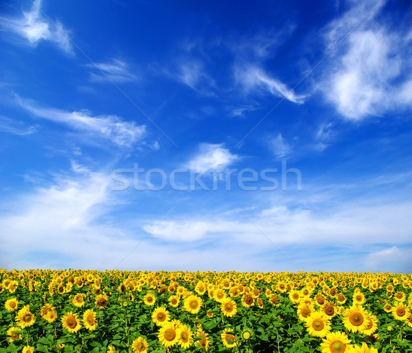 Słonecznika dziedzinie mętny Błękitne niebo kwiat gospodarstwa Zdjęcia stock © Pakhnyushchyy