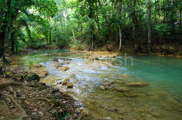 jungle Stock photo © Pakhnyushchyy