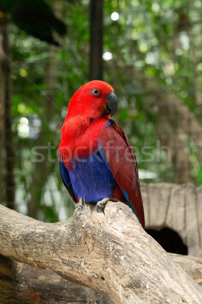 parrot bird  Stock photo © Pakhnyushchyy