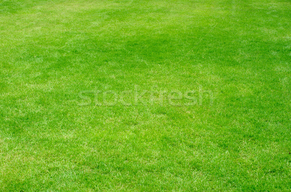  green grass Stock photo © Pakhnyushchyy