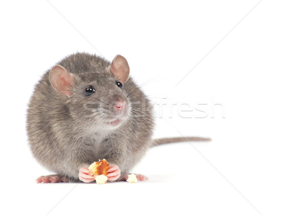 Ratte isoliert weiß Nase Haustiere cute Stock foto © Pakhnyushchyy