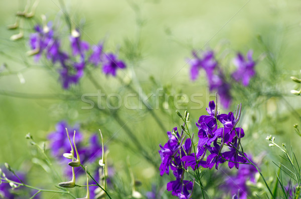 Stok fotoğraf: çiçek · mavi · bahar · çiçekleri · alan · orman · bahçe