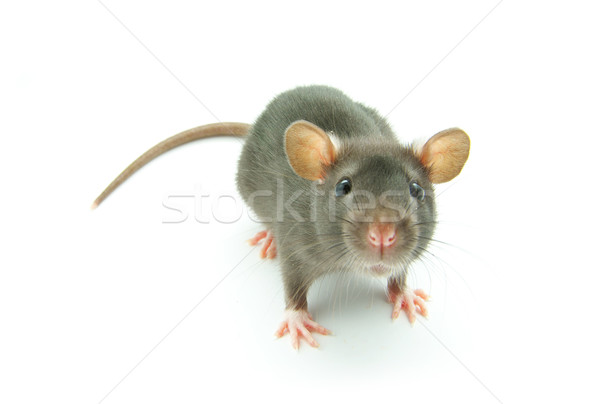 Engraçado rato isolado branco nariz animais de estimação Foto stock © Pakhnyushchyy
