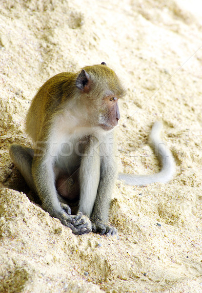 Majom ül homok zöld száj fiatal Stock fotó © Pakhnyushchyy