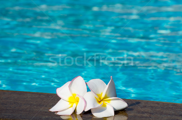  flower Plumeria  on swimming pool Stock photo © Pakhnyushchyy