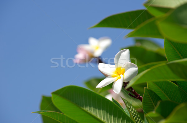 Flores branco verde natureza tropical Foto stock © Pakhnyushchyy