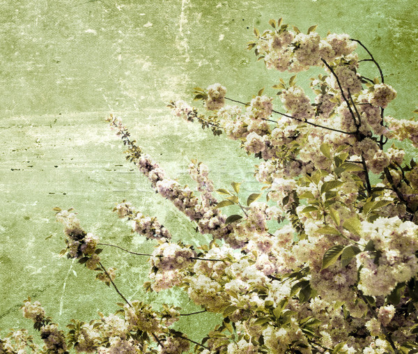 grunge  cherry flowers     Stock photo © Pakhnyushchyy