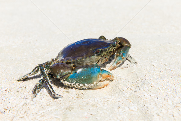 crab on beach Stock photo © Pakhnyushchyy