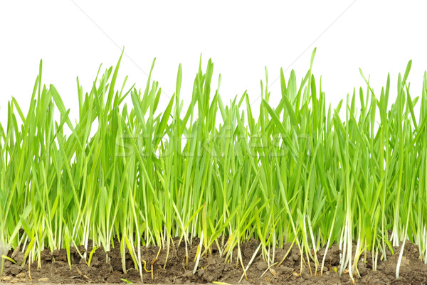 green grass  Stock photo © Pakhnyushchyy