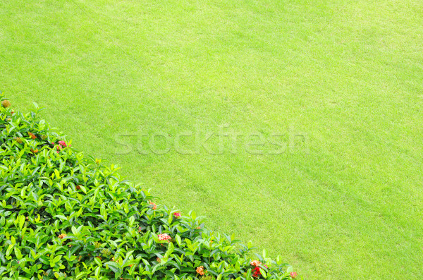 green grass Stock photo © Pakhnyushchyy