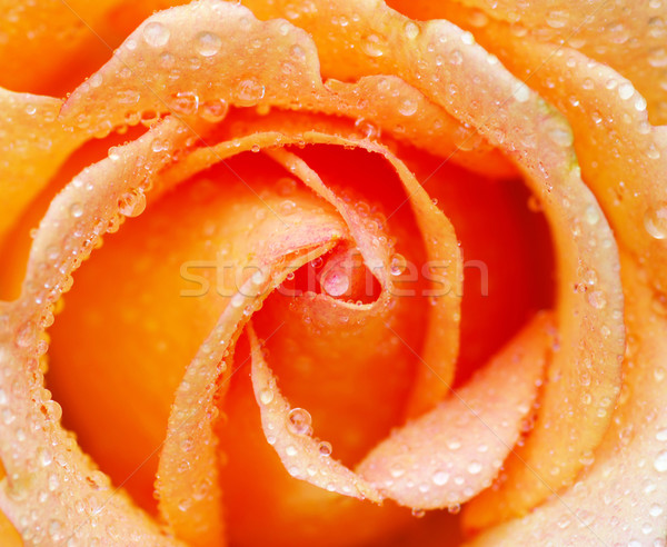 закрывается макроса оранжевый капли воды цветок фон Сток-фото © Pakhnyushchyy