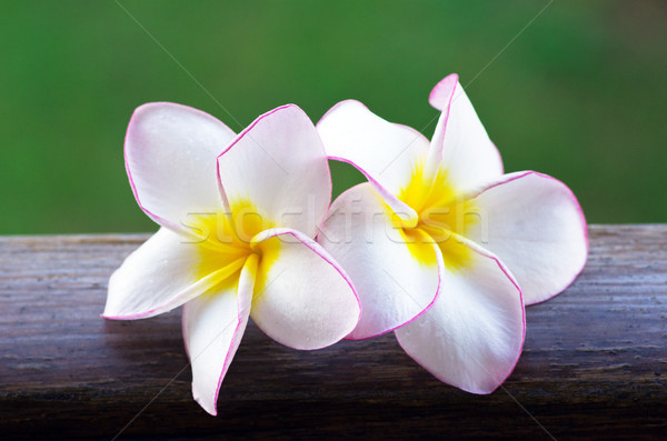 Stockfoto: Bloemen · roze · groene · blad · ontspannen · plant