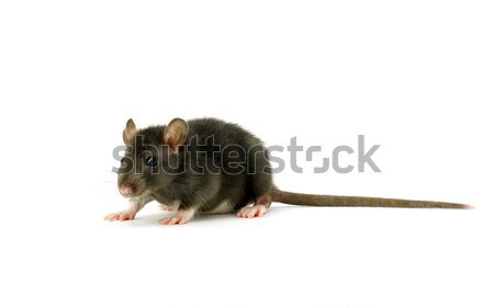 Ratte grau isoliert weiß Nase Haustiere Stock foto © Pakhnyushchyy