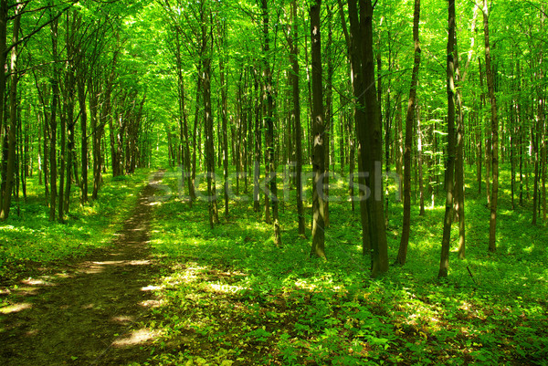 forest Stock photo © Pakhnyushchyy