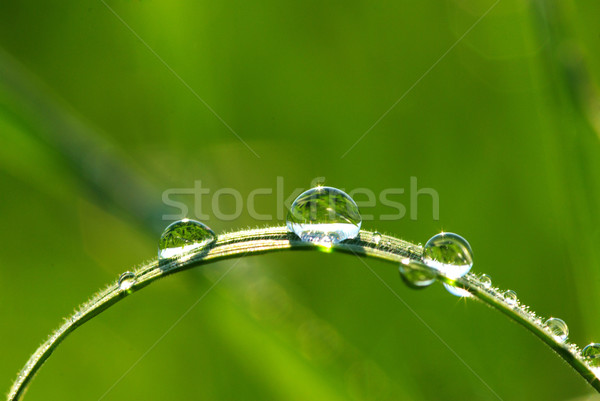  drops on grass  Stock photo © Pakhnyushchyy