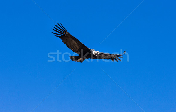 condor Stock photo © Pakhnyushchyy
