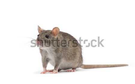 Rat isolé blanche nez animaux de compagnie cute Photo stock © Pakhnyushchyy