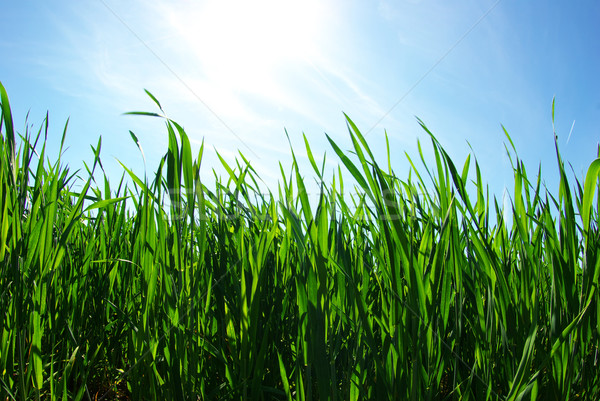 lawn on sky Stock photo © Pakhnyushchyy