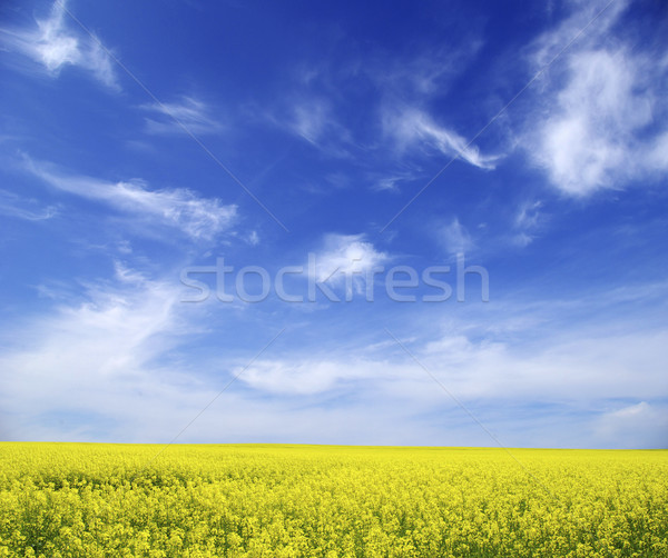 Vergewaltigung Bereich Wolken Himmel Sommer grünen Stock foto © Pakhnyushchyy