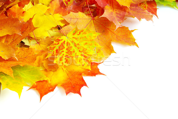 érable laisse automne isolé blanche arbre [[stock_photo]] © Pakhnyushchyy