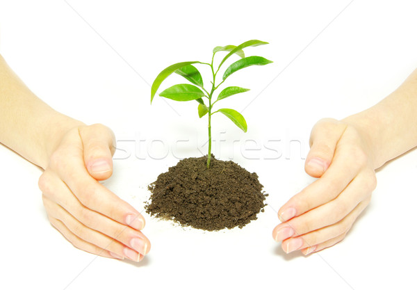 Planta manos árbol joven suelo blanco Foto stock © Pakhnyushchyy