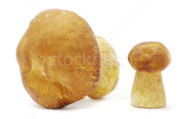 boletus edulis mushrooms  Stock photo © Pakhnyushchyy