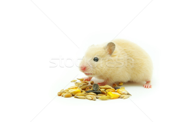 倉鼠 白 肖像 滑稽 寵物 可愛 商業照片 © Pakhnyushchyy
