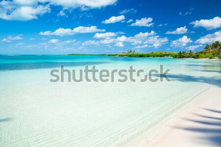 Plage plage tropicale palmiers bleu nature [[stock_photo]] © Pakhnyushchyy