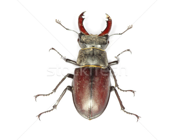 Käfer weiß Entsetzen Makro Horn Stock foto © Pakhnyushchyy