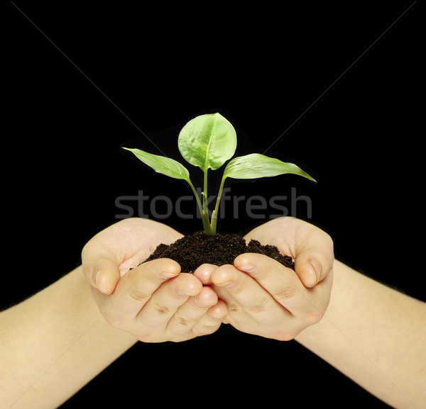 plant in hands Stock photo © Pakhnyushchyy
