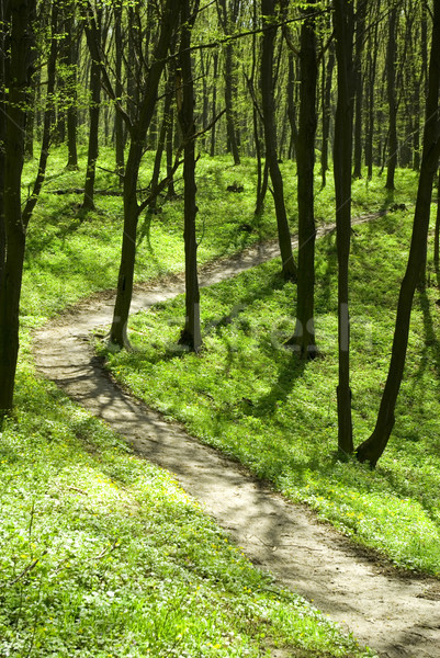 forest   Stock photo © Pakhnyushchyy