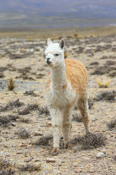 lamas in Andes,Mountains, Peru Stock photo © Pakhnyushchyy
