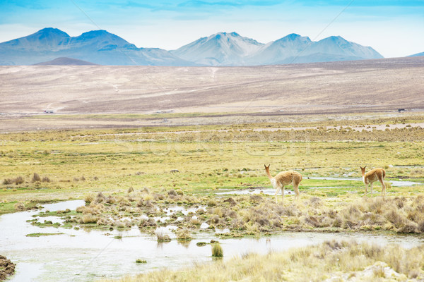 Peru Stock photo © Pakhnyushchyy