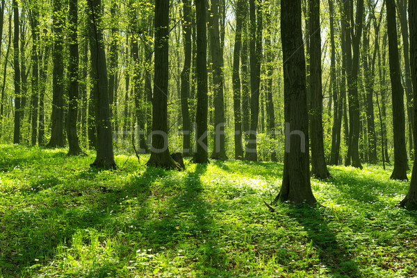 Floresta empolgante ver sol nebuloso dia Foto stock © Pakhnyushchyy