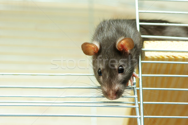 鼠 滑稽 黑色 白 動物 鼻子 商業照片 © Pakhnyushchyy