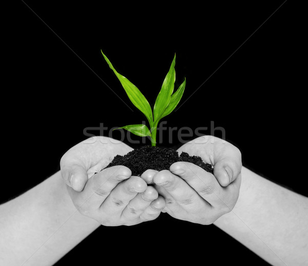 Planta manos aislado negro mano tierra Foto stock © Pakhnyushchyy