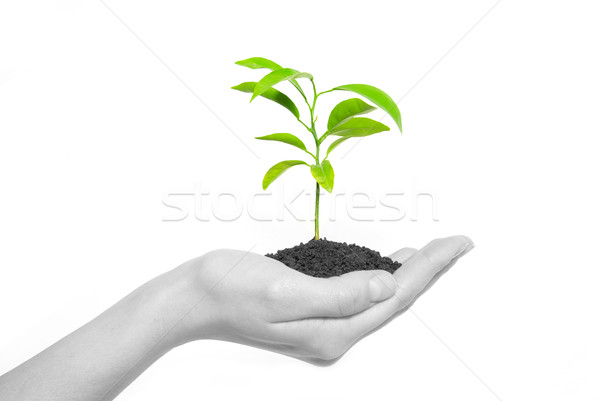 Planta mano manos árbol joven suelo Foto stock © Pakhnyushchyy