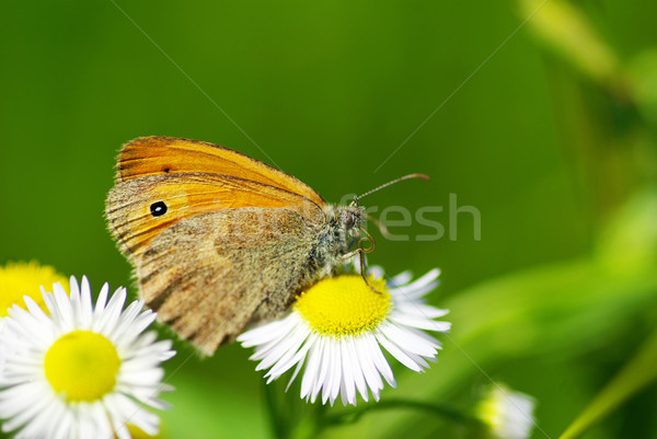 Schmetterling green leaf Natur Leben fliegen Tier Stock foto © Pakhnyushchyy