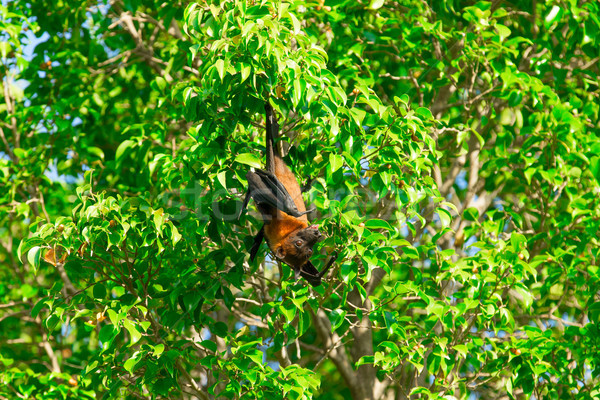 Denevér akasztás faág fekete róka repülés Stock fotó © Pakhnyushchyy