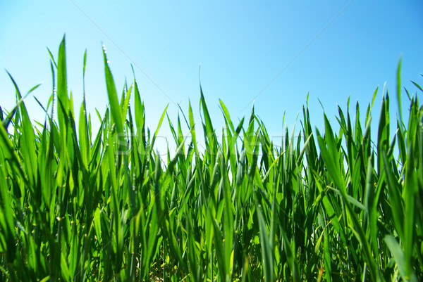  green lawn  Stock photo © Pakhnyushchyy