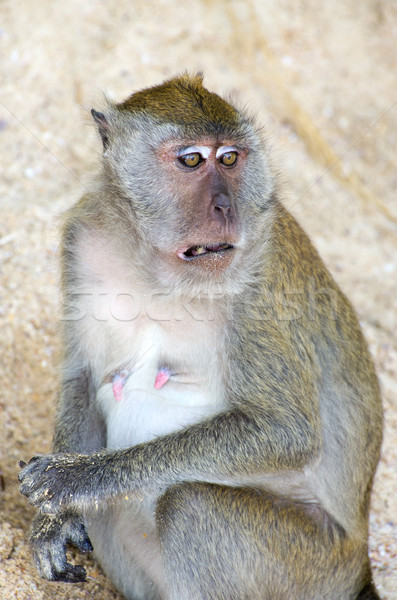 monkey  Stock photo © Pakhnyushchyy