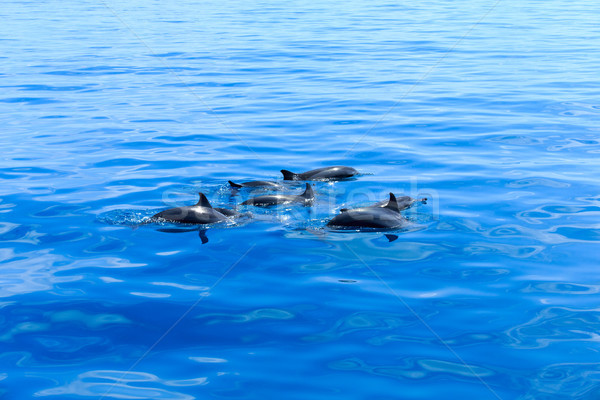 Foto stock: Golfinhos · feliz · água · mar · azul · boca