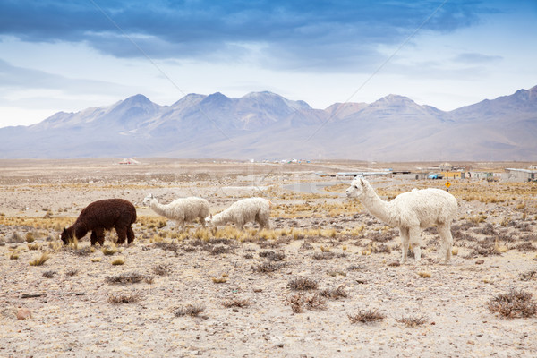 lamas in Andes,Mountains, Peru Stock photo © Pakhnyushchyy