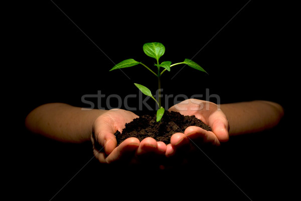 plant in hands Stock photo © Pakhnyushchyy