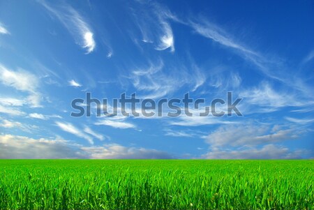 Campo temprano verano maíz cielo azul hierba Foto stock © Pakhnyushchyy