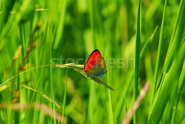 Schmetterling green leaf Natur Leben fliegen Tier Stock foto © Pakhnyushchyy