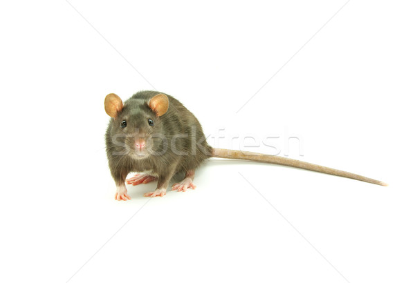Stok fotoğraf: Sıçan · komik · yalıtılmış · beyaz · burun · Evcil