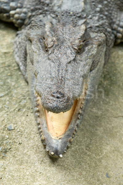 Alligator Gefahr Florida Tierwelt räuber Stock foto © Pakhnyushchyy