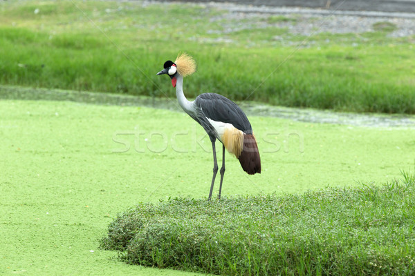 Stock photo: Crowned Crane 